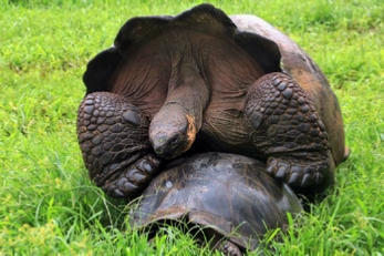 Galapagos Riesen-Schildkröte beim...