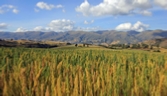 Quinoafeld in der Provinz Apurimac